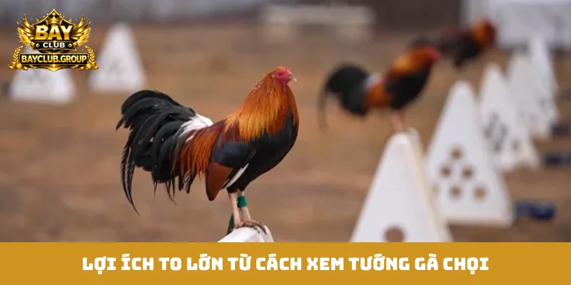 Lợi ích to lớn từ cách xem tướng gà chọi