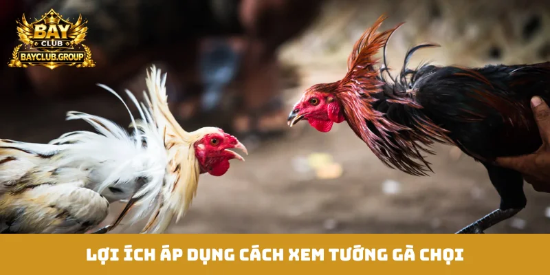 Lợi ích áp dụng cách xem tướng gà chọi