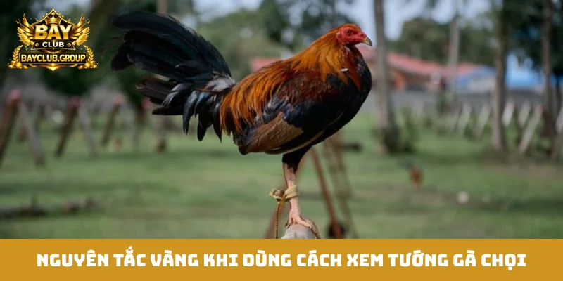 Nguyên tắc vàng khi dùng cách xem tướng gà chọi