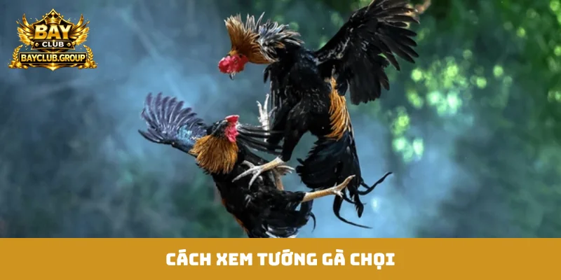 cách xem tướng gà chọi hay